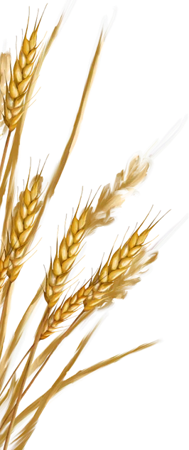 grains-image