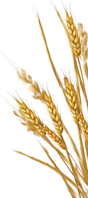 grains-image